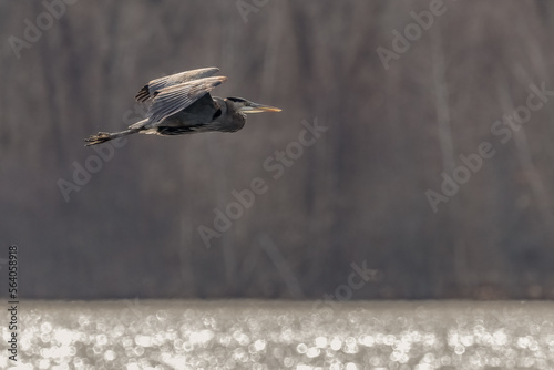 Great Blue Heron in Flight at Horn Pond photo