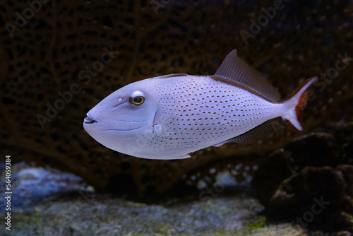 sargassum red tail trigger fish is captive in an aquarium