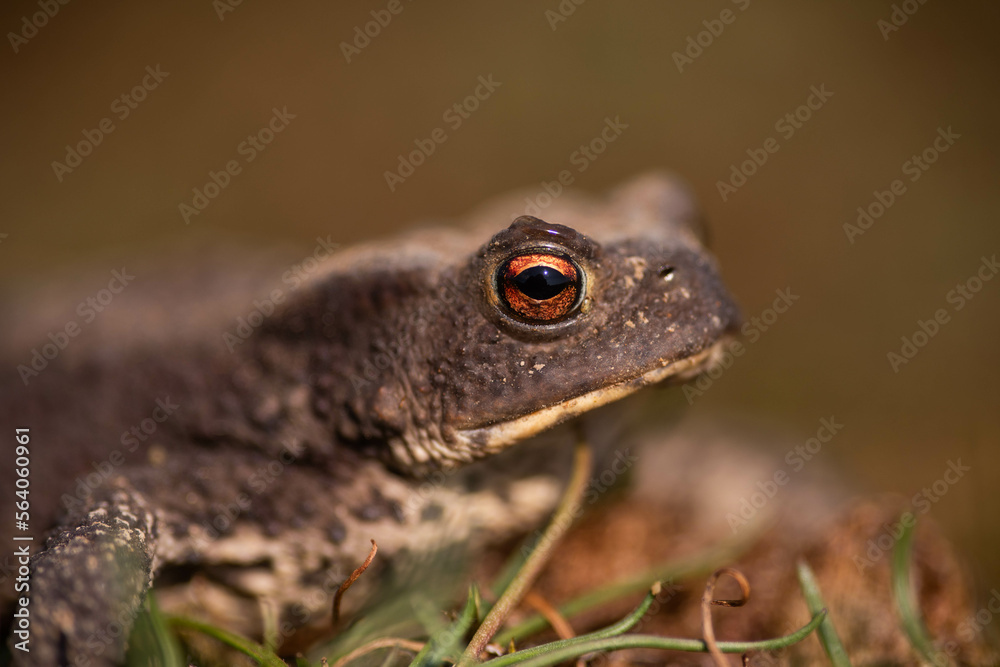 Obraz premium Frog
