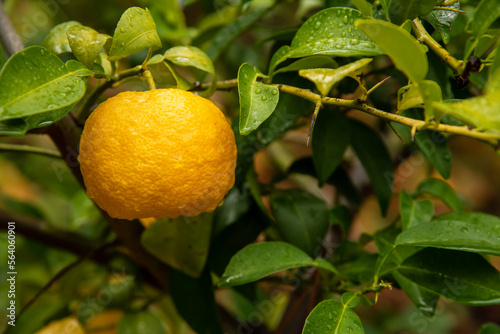 yuzu citrus