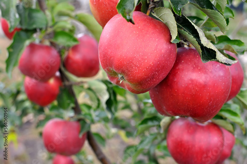 close-up of ripening red organic apples on apple tree branches