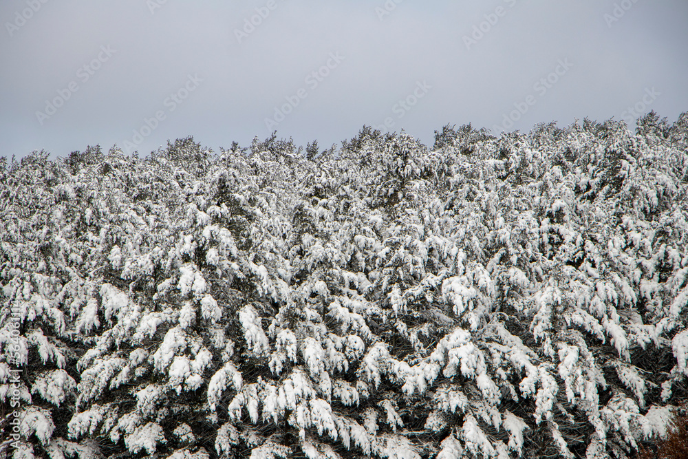 Pine trees after a snowfall