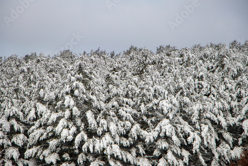 Obraz na płótnie Pine trees after a snowfall w salonie