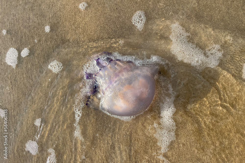 A dead jellyfish washed ashore on the sand in Bibione in Italy. Rhizostoma pulmo, commonly known as the barrel jellyfish, the dustbin-lid jellyfish or the frilly-mouthed jellyfis. photo