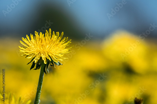 Sea of Dandelions