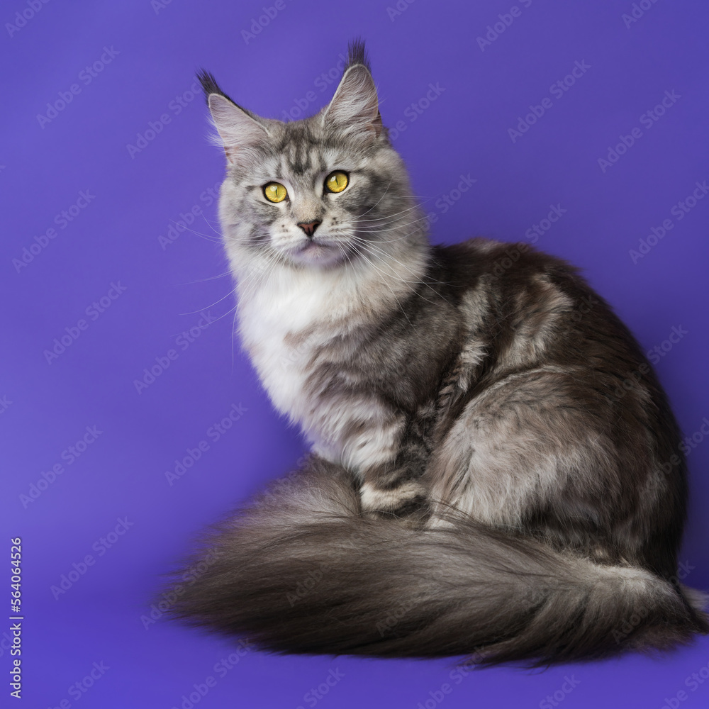 Square format view of Longhair Maine Coon Cat with yellow eyes looking at camera on blue background
