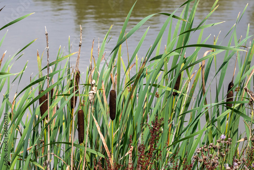 Bulrushes by water.