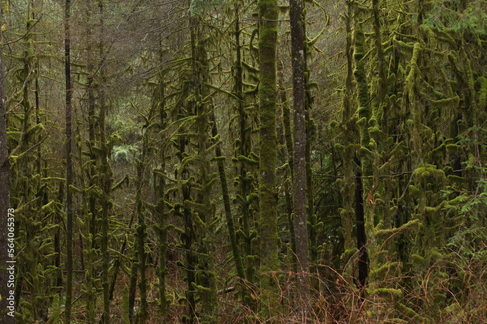 Moss covered trees in the dense coastal BC rain-forest. Moss covered trees in the dense coastal BC rain-forest.