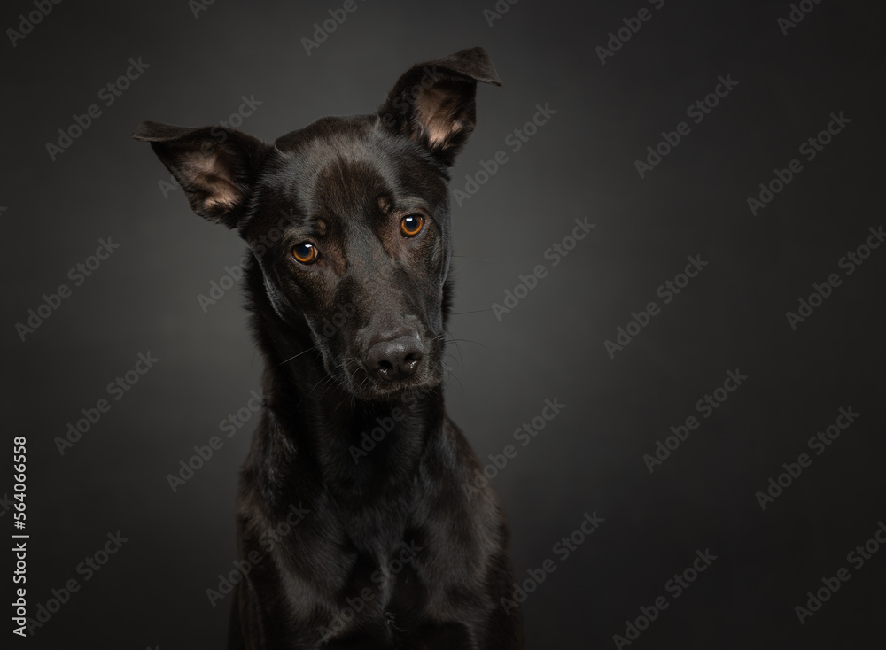 Studio portrait of an adorable black rescue dog looking at the camera with head tilt on a dark low key background Studio portrait of an adorable black rescue dog looking at the camera with head tilt on a dark low key background
