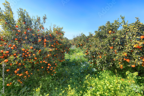 Ripe oranges on tree in orange garden.