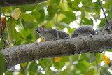 Squirrel on a lawn in florida