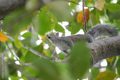 Squirrel on a lawn in florida