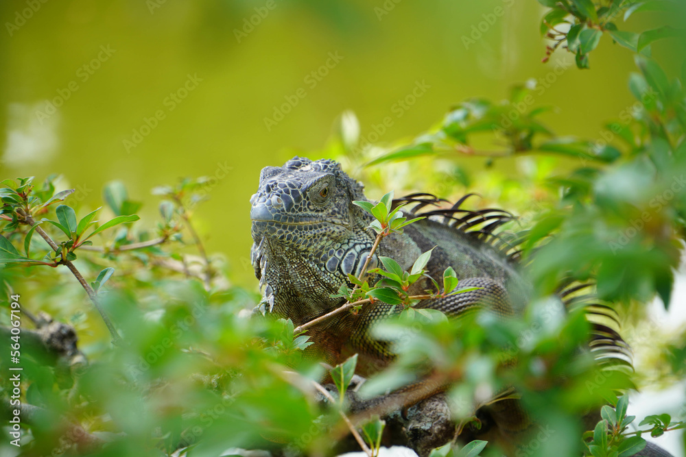 Fototapeta premium Iguana in a tree