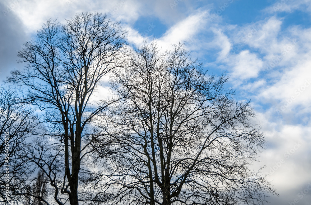 Background of leafless branches Background of leafless branches