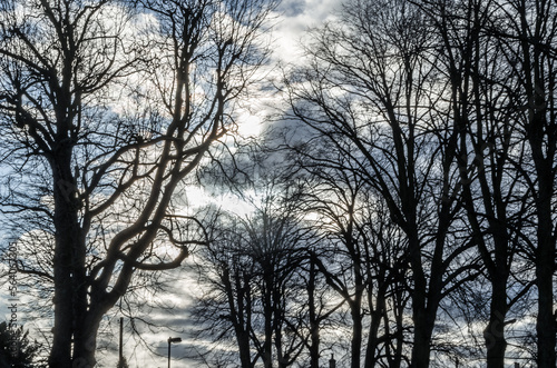 Background of leafless branches