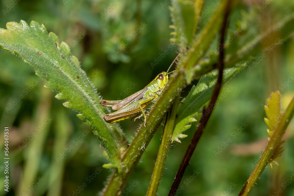 A common Grasshopper in the undergrowth. A common Grasshopper in the undergrowth.