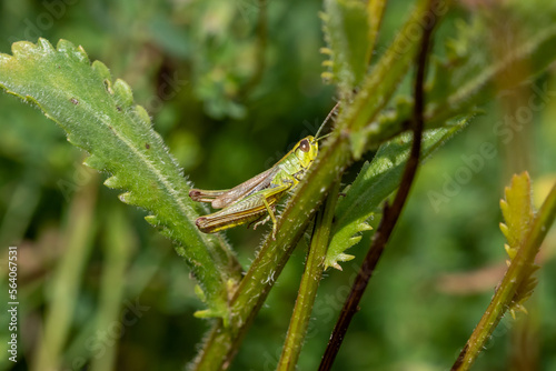 A common Grasshopper in the undergrowth.