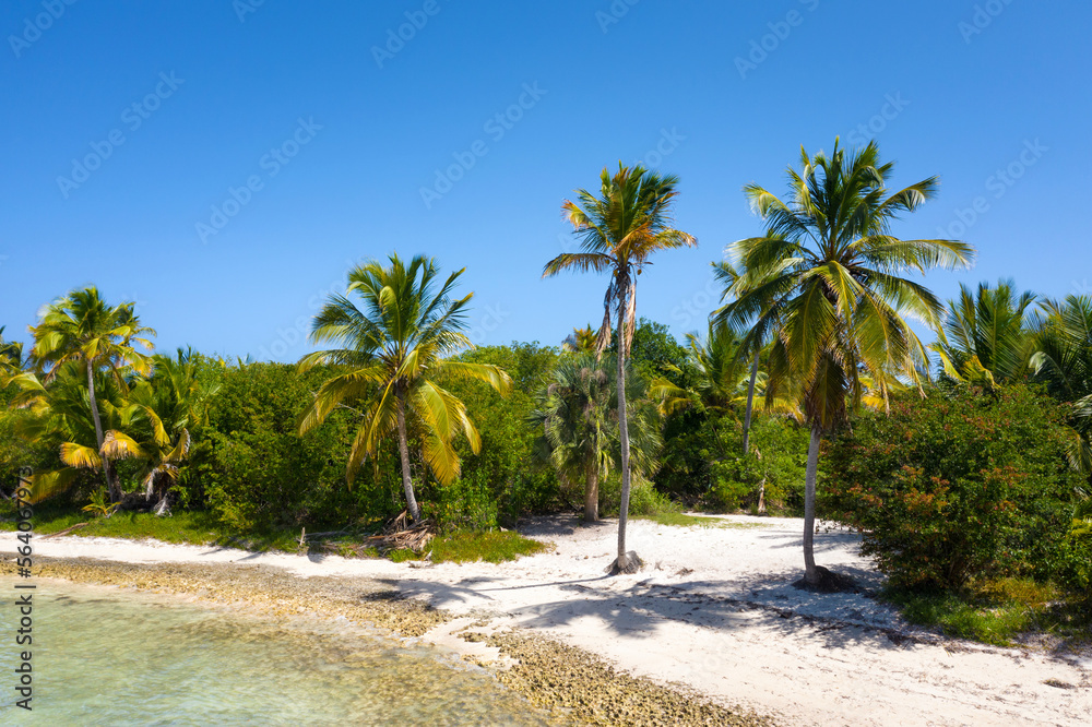 Obraz premium Bounty and prestine tropical shore with coconut palm trees and turquoise caribbean sea. Aerial view from drone