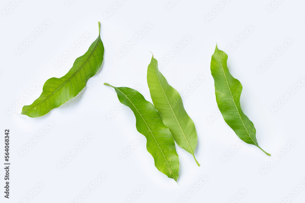 Obraz premium Mango leaves on white background.