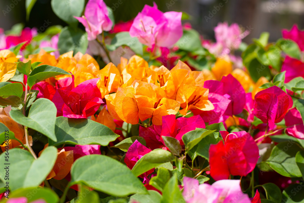 Beautiful bougainvillea flowers with green leaves Beautiful bougainvillea flowers with green leaves