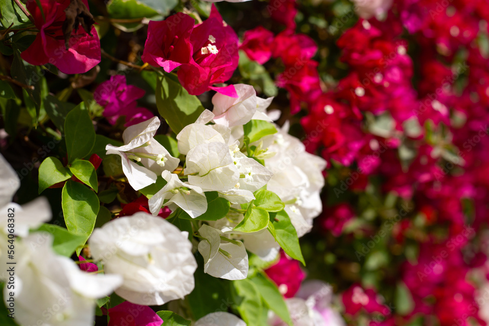 Beautiful bougainvillea flowers with green leaves Beautiful bougainvillea flowers with green leaves