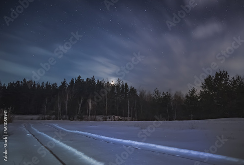 Night winter landscape in a snowy forest with pines and firs, winter in a coniferous forest at night © Denis