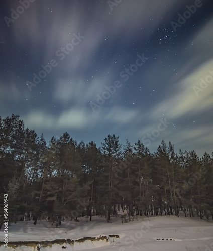Night winter landscape in a snowy forest with pines and firs, winter in a coniferous forest at night