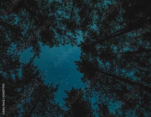 The tops of pine trees in the forest against the background of the night starry sky, abstraction for the background of the night sky