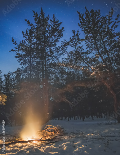 Bonfire at night in a winter snowy forest of pines and firs, winter landscape with a bonfire in a coniferous forest © Denis