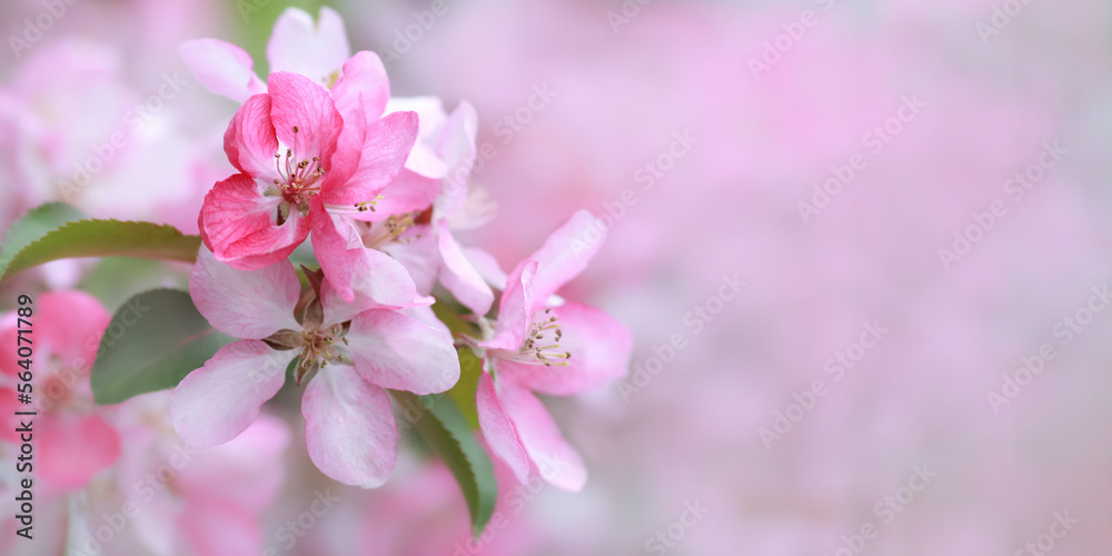 Soft focus. Malus floribunda on natural background with place for text. Blossom pink apple tree flowers in springtime. Japanese apple tree. Cherry blossoms in full bloom. Blooming tree in the garden