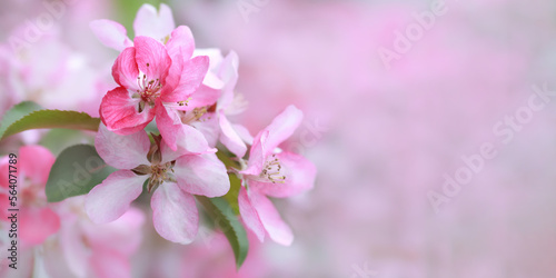 Fototapeta Naklejka Na Ścianę i Meble -  Soft focus. Malus floribunda on natural background with place for text. Blossom pink apple tree flowers in springtime. Japanese apple tree. Cherry blossoms in full bloom. Blooming tree in the garden