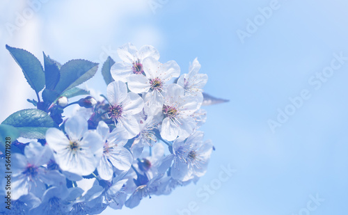 Blooming cherry orchard. Spring background with white flowering branches against the sky, toned, soft focus