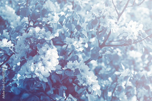 Blooming cherry orchard. Spring background with white flowering branches, toned, soft focus