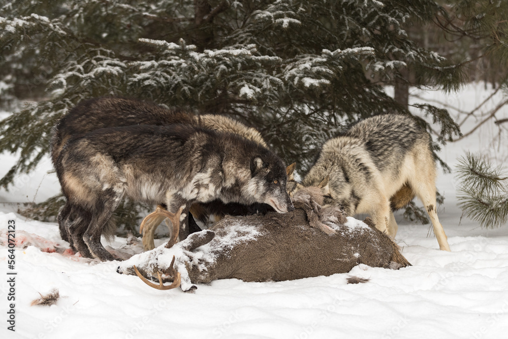 Black-Phase Wolf (Canis lupus) Looks Up From Side of Body of White-Tail Deer With Pack Winter