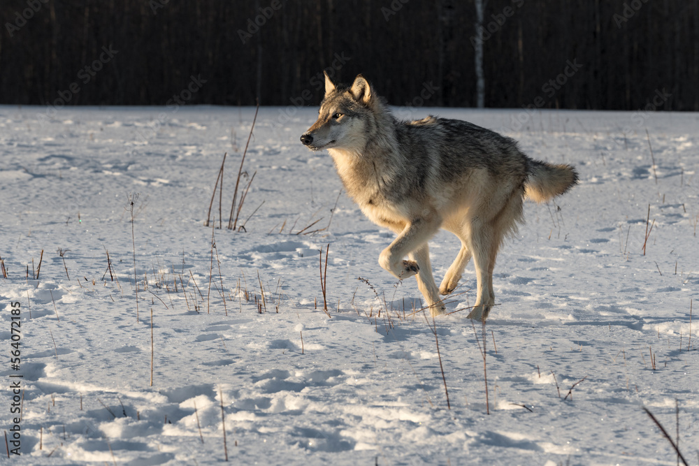 Grey Wolf (Canis lupus) Runs Left in Field Dark Woods in Background Winter