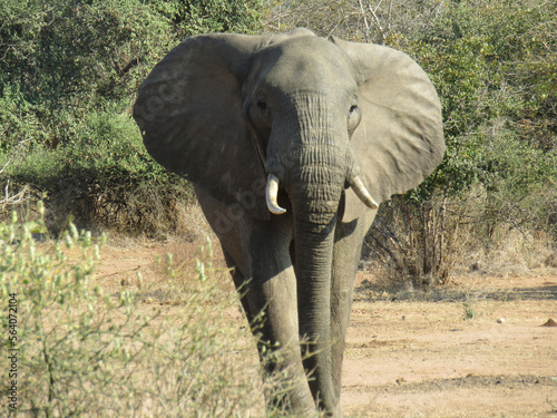 wild elephant looking into camera (ID: 564072104)