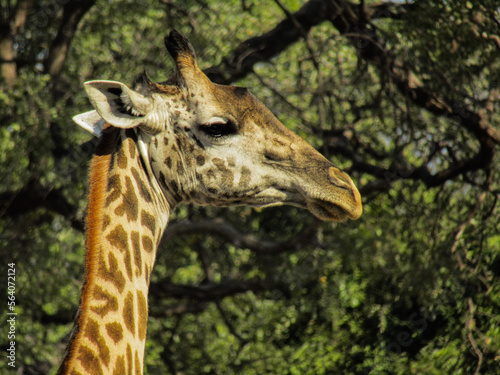 giraffe portrait in the wild (ID: 564072124)
