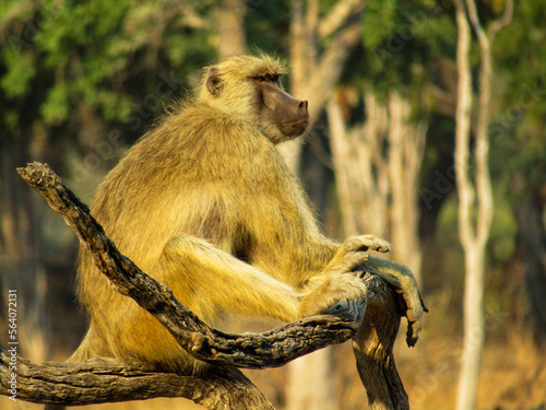 portrait of a baboon (ID: 564072131)