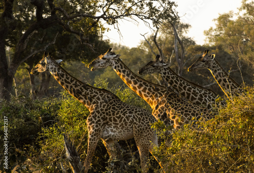giraffes in the savannah (ID: 564072137)