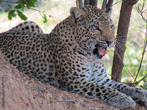 leopard in the tree (ID: 564072179)