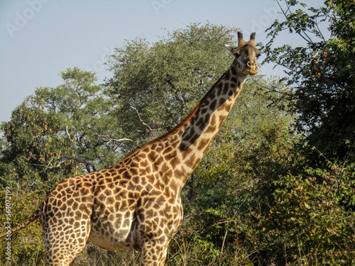 giraffe in the savannah looking into camera (ID: 564072199)