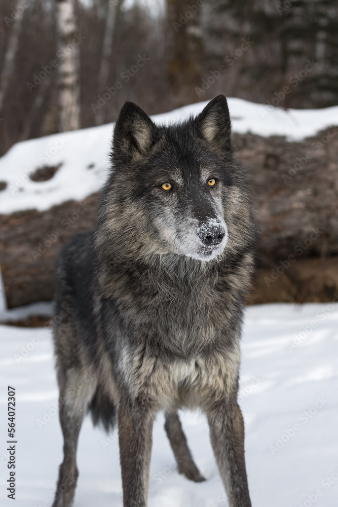 Naklejka premium Black Phase Grey Wolf (Canis lupus) Looks Out Ears Forward Winter