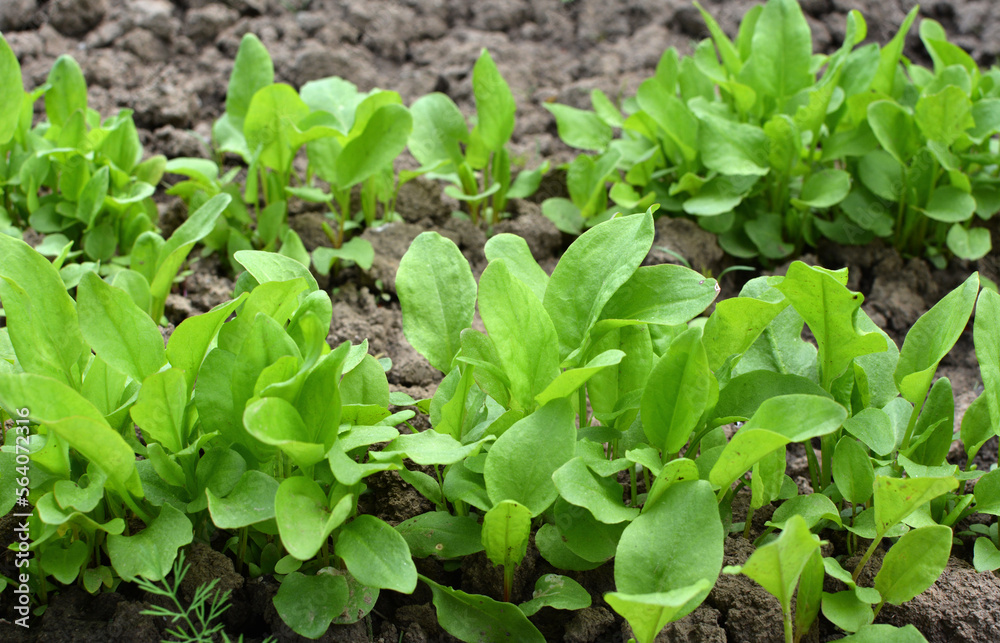 In the open ground in the garden grows sorrel. In the open ground in the garden grows sorrel.
