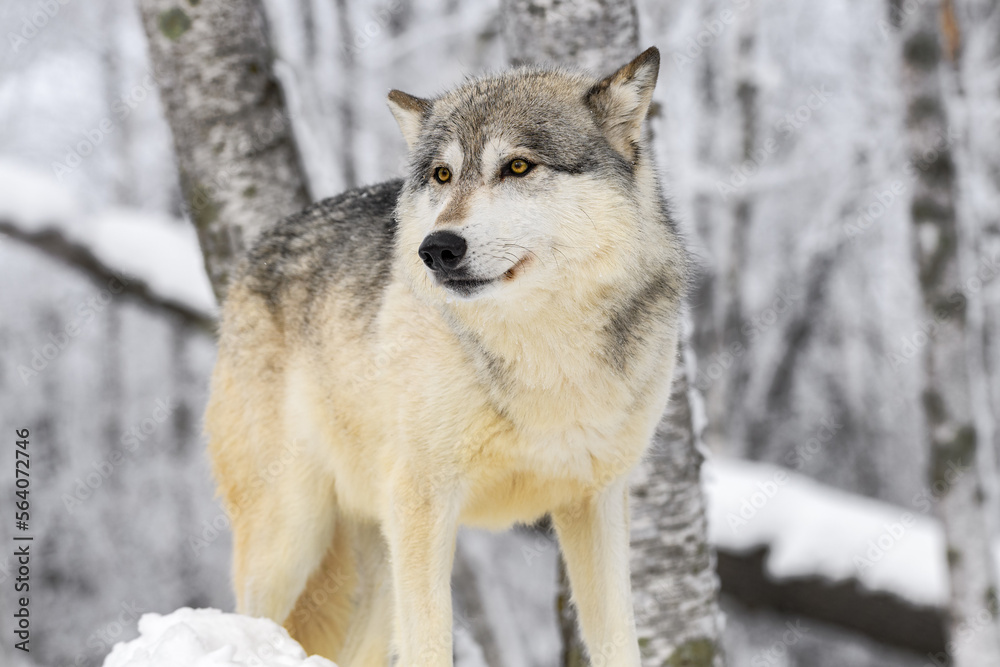 Wolf (Canis lupus) Looks to Left From Atop Mound of Snow Ears to Sides Winter