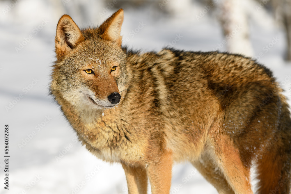 Coyote (Canis latrans) Looks Back to Right Winter