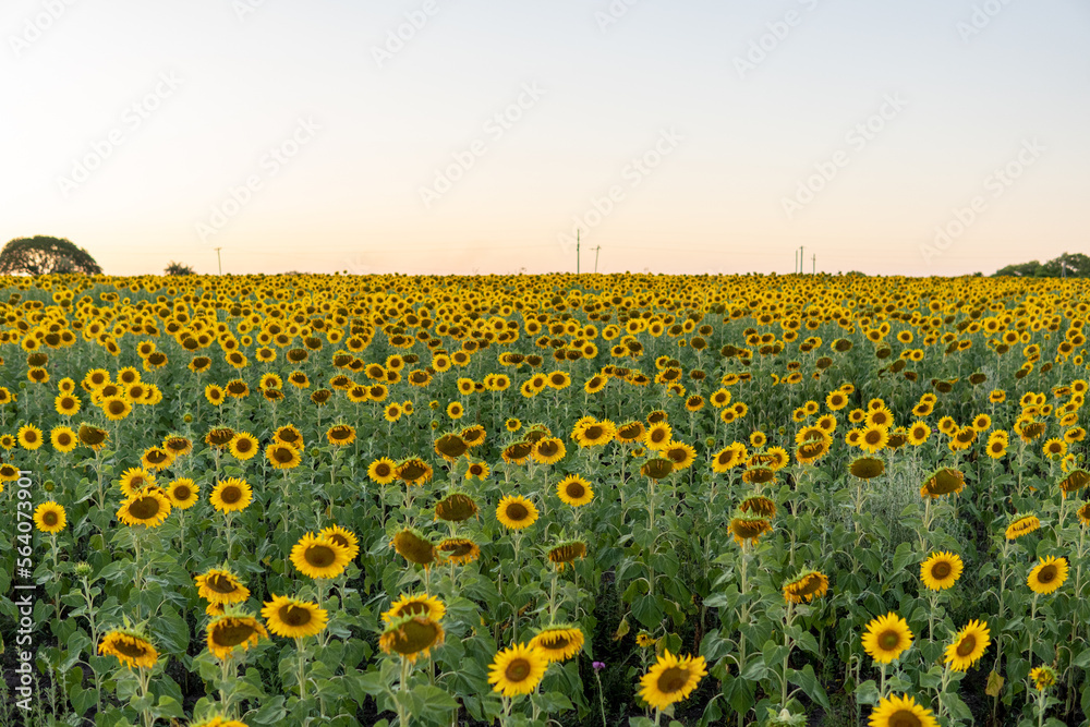 Fototapeta premium Sunflowers
