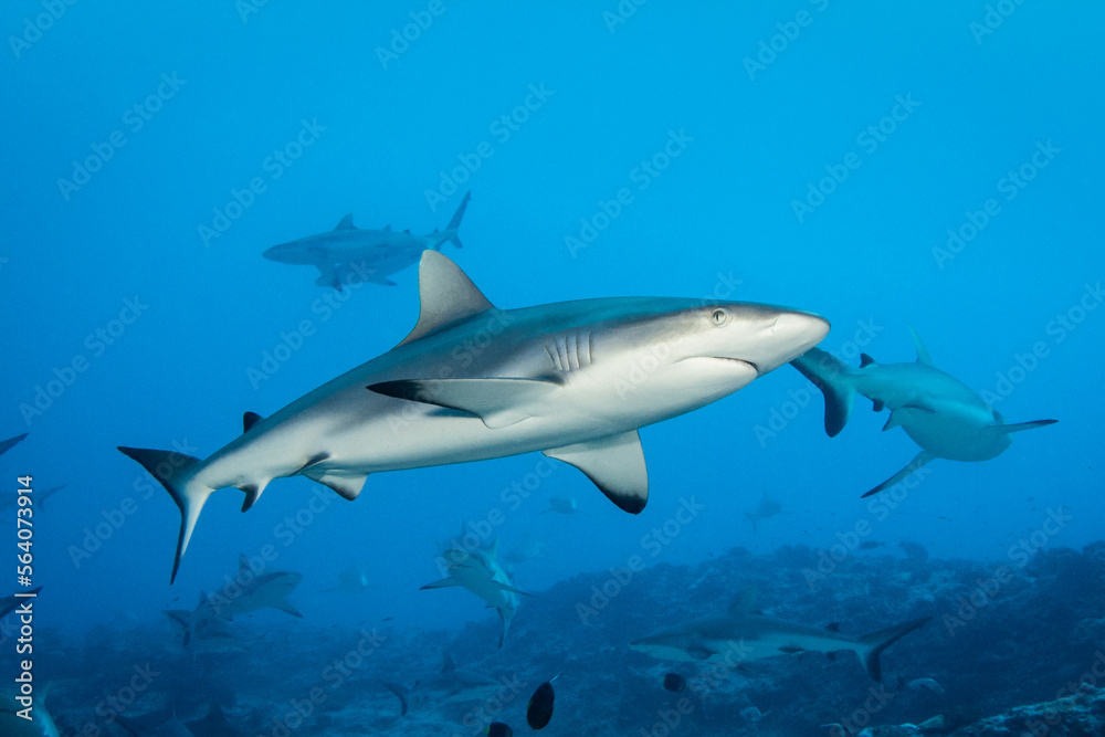 Grey reef shark, French Polynesia