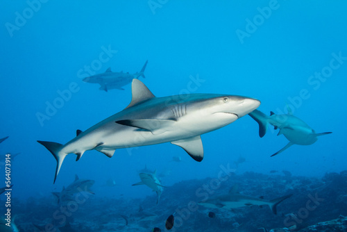 Grey reef shark, French Polynesia © Tropicalens