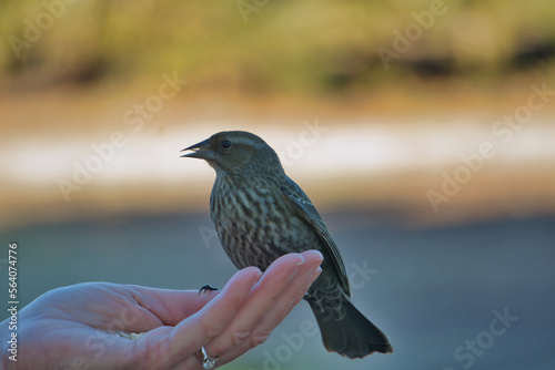 bird on the hand