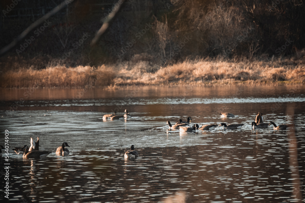 ducks on the lake ducks on the lake